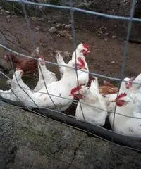 Galline padovane ciuffate e livornese bianche