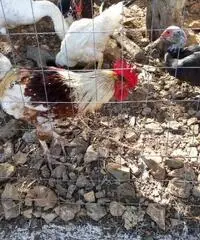 Galli ruspanti