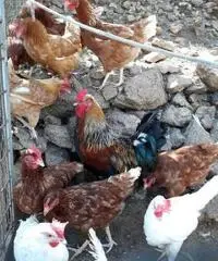 Galli ruspanti
