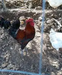 Galli ruspanti