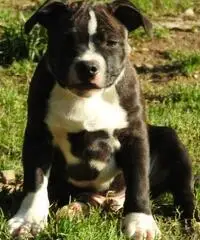 Staffordshire bull terrier