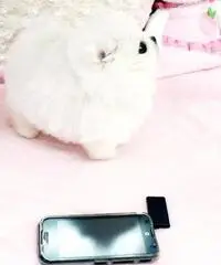 Cucciolo Pomeranian bianco inestimabile per adozione