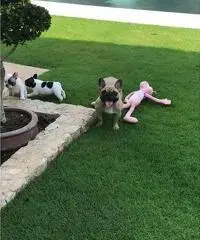 Bulldog francese AKC super adorabile