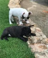 Bulldog francese AKC super adorabile