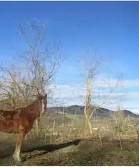 Cavalla purosangue araba anica tre anni