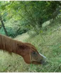 Cavalla purosangue araba anica tre anni