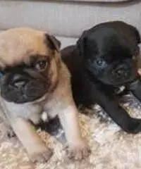 Cuccioli Pug Puppies in vendita