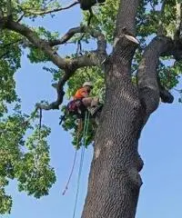 Treeclimbing ed abbattimenti controllati