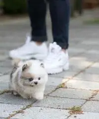 cuccioli di Pomerania maschi e femmine
