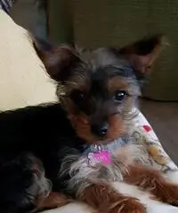 Puppies - Non vedo l'ora di conoscerti