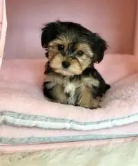 Puppies - Non vedo l'ora di conoscerti