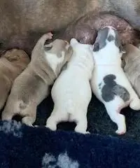 Incredibili cuccioli di bulldog francese Kc
