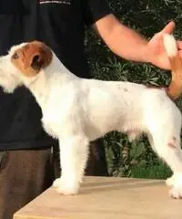 Jack Russell pedigree ENCI Jack Russell pedigree ENCI