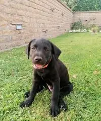 Labrador maschi