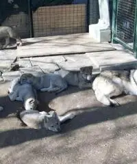 cuccioli di cane lupo cecoslovacco