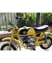 Bm jaguarino