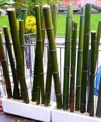 Vendo canne di bambù bambu con diametro da 1 cm. fino a 10 cm.