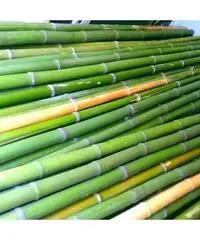 Vendo canne di bambù bambu con diametro da 1 cm. fino a 10 cm.