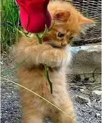 Dog/ cat-sitter educata, anche per Week-end