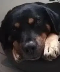 Dog sitter Dog sitter