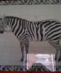 Quadro con zebra - Puglia Quadro con zebra - Puglia