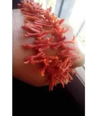 collana di corallo rosso