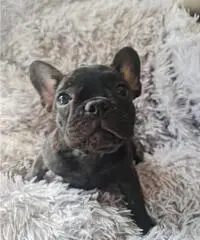 Cucciola Bouledogue Francese pedigree
